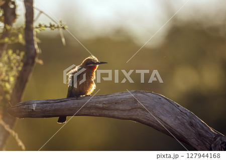 White fronted Bee eater in Greater Kruger National park, South Africa 127944168