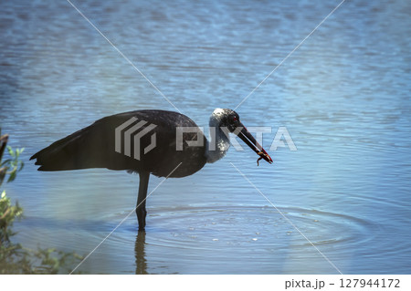 Woolly necked stork in Greater Kruger National park, South Africa 127944172