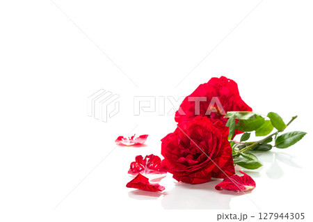 Minimalistic composition with red rose isolated Minimalistic composition with red rose isolated 127944305