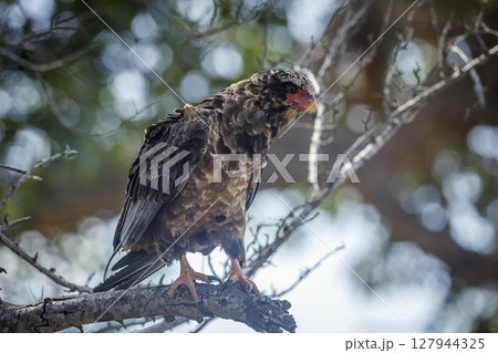 Bateleur Eagle in Greater Kruger National park, South Africa Bateleur Eagle in Greater Kruger National park, South Africa 127944325
