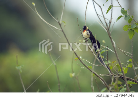 Eastern Paradise Whydah in Greater Kruger National park, South Africa 127944348