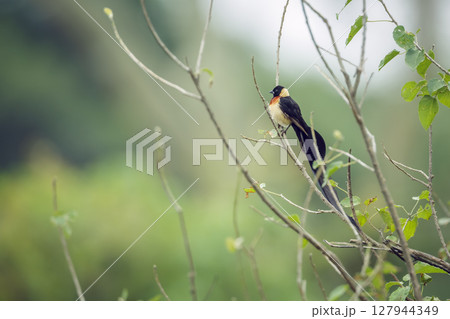 Eastern Paradise Whydah in Greater Kruger National park, South Africa 127944349