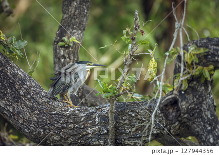 Green backed heron in Greater Kruger National park, South Africa Green backed heron in Greater Kruger National park, South Africa 127944356