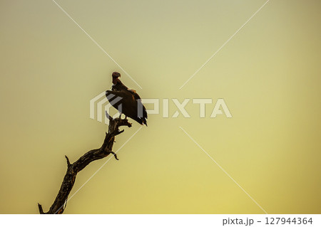 Lappet faced Vulture in Moholoholo animal rehabilitation center, South Africa 127944364