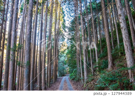 世界遺産 熊野古道伊勢路 「ツヅラト峠」 JR梅ケ谷駅側の峠道風景 127944389