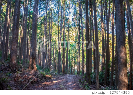 世界遺産 熊野古道伊勢路 「ツヅラト峠」 JR梅ケ谷駅側の峠道風景 世界遺産 熊野古道伊勢路 「ツヅラト峠」 JR梅ケ谷駅側の峠道風景 127944396