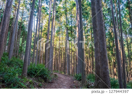 世界遺産 熊野古道伊勢路 「ツヅラト峠」 JR梅ケ谷駅側の峠道風景 世界遺産 熊野古道伊勢路 「ツヅラト峠」 JR梅ケ谷駅側の峠道風景 127944397
