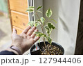 Growing Ficus Plant Reaches Toward A Helping Human Hand 127944406