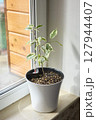 Indoor Ficus Seedling Thrives In Modern White Pot 127944407