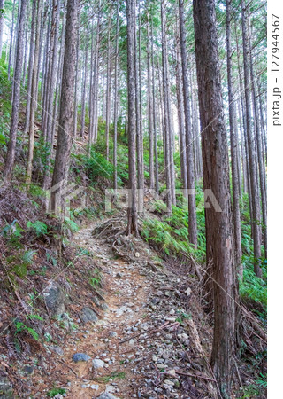 世界遺産 熊野古道伊勢路 「ツヅラト峠」 JR梅ヶ谷駅側の峠道風景 世界遺産 熊野古道伊勢路 「ツヅラト峠」 JR梅ヶ谷駅側の峠道風景 127944567