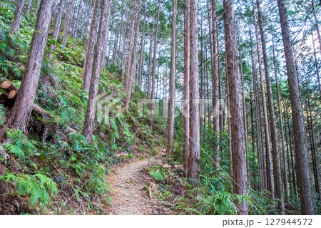 世界遺産 熊野古道伊勢路 「ツヅラト峠」 JR梅ヶ谷駅側の峠道風景 127944572