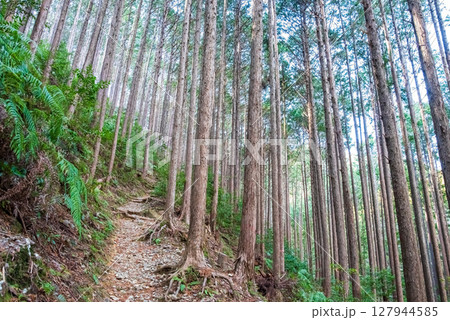 世界遺産 熊野古道伊勢路 「ツヅラト峠」 JR梅ヶ谷駅側の峠道風景 127944585