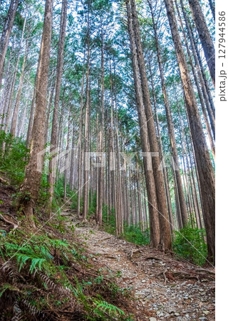 世界遺産 熊野古道伊勢路 「ツヅラト峠」 JR梅ヶ谷駅側の峠道風景 127944586
