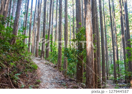 世界遺産 熊野古道伊勢路 「ツヅラト峠」 JR梅ヶ谷駅側の峠道風景 127944587