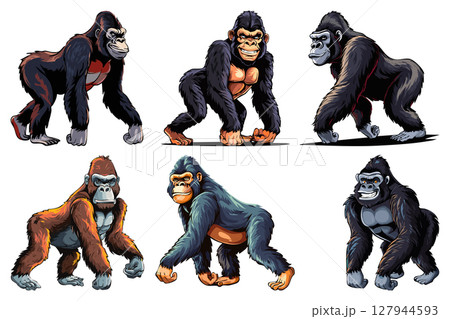 Standing Gorilla, gorilla walking slowly, Wild monkey or ape, (Gorilla gorilla) brown and black set 127944593