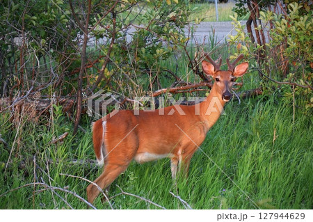 young deer with antlers against the background of a green forest young deer with antlers against the background of a green forest 127944629