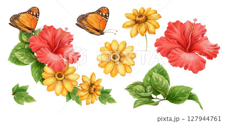 Set with yellow sunflower and monarch butterfly in realistic watercolor style. Red hibiscus and green botanical elements form vivid tropical arrangement. Perfect for summer design and floral art use. 127944761