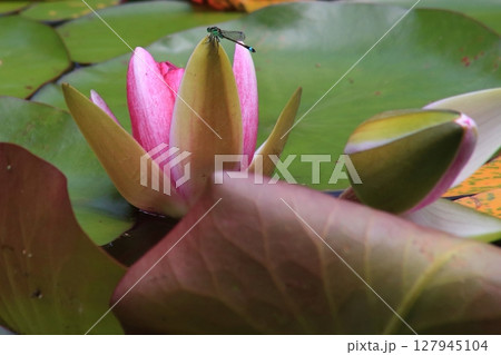 スイレンにイトトンボ弐 127945104