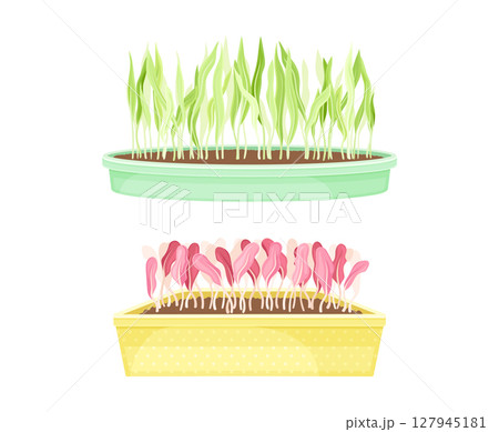 Edible microgreens in boxes set. Herbs for healthy diet, vegetarian superfood vector illustration Edible microgreens in boxes set. Herbs for healthy diet, vegetarian superfood vector illustration 127945181