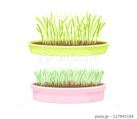 Potted microgreens set. Sprouted edible herbs for healthy nutrition, vegetarian superfood vector illustration Potted microgreens set. Sprouted edible herbs for healthy nutrition, vegetarian superfood vector illustration 127945184