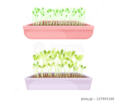 Microgreens in boxes set. Organic sprouted edible herb plants for healthy nutrition vector illustration 127945189