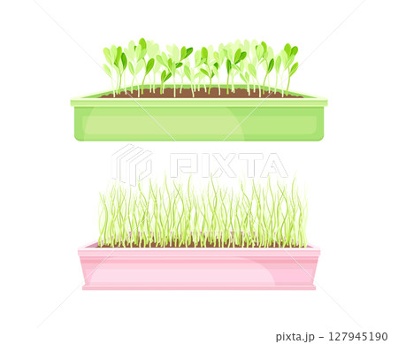 Microgreens in boxes set. Organic herb plants for healthy nutrition vector illustration Microgreens in boxes set. Organic herb plants for healthy nutrition vector illustration 127945190