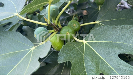 Lush green fig tree branch with unripe figs surrounded by vibrant green leaves under bright sunlight in a natural garden perfect for nature, farming and organic farming themes 127945196