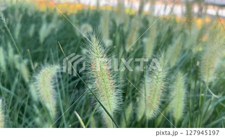 Close up of the ornamental grass Pennisetum alopecuroides Red Head in the garden 127945197