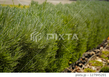 Vibrant Green Lavender Plants Flourishing in Beautiful Garden Setting Surrounded by Nature Vibrant Green Lavender Plants Flourishing in Beautiful Garden Setting Surrounded by Nature 127945201