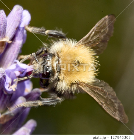 Bumblebee Feeding on Lavender in Macro Close-Up 127945305