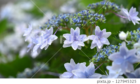 アジサイ(雨天時に撮影) 127945325