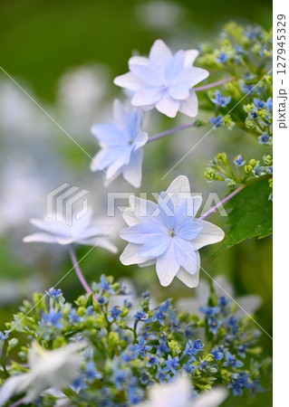 アジサイ(雨天時に撮影) 127945329