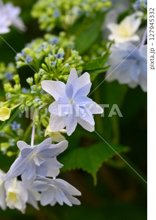 アジサイ(雨天時に撮影) 127945332
