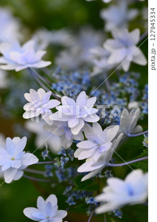 アジサイ(雨天時に撮影) 127945334