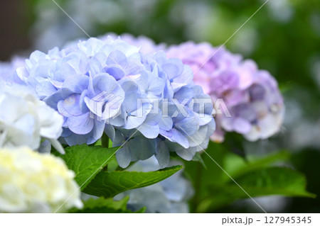 アジサイ(雨天時に撮影) 127945345