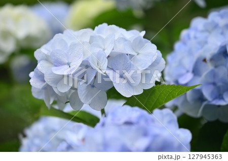 アジサイ(雨天時に撮影) アジサイ(雨天時に撮影) 127945363