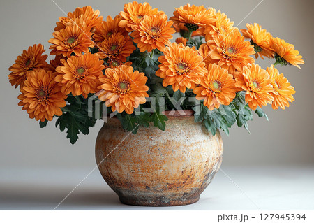 Beauty plant in pot. Chrysanthemums plant with orange flowers on a white background. 127945394