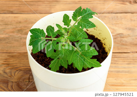 Close-up of tomato seedling in white pot on wooden background. 127945521