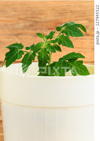 Tomato seedling in a white flower pot on a wooden background. 127945522