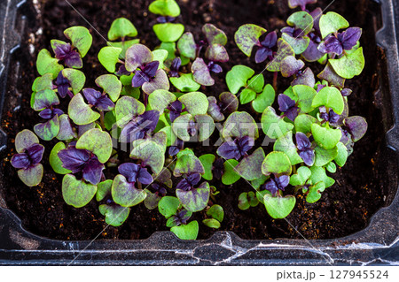 Close-up of purple basil sprouts in plastic container on wooden background. Close-up of purple basil sprouts in plastic container on wooden background. 127945524