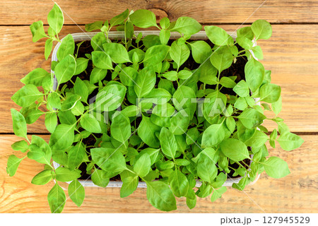 Top view of green basil sprouts in plastic container on wooden background. 127945529