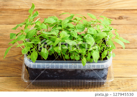 Close-up of green basil sprouts in plastic container on wooden background. Close-up of green basil sprouts in plastic container on wooden background. 127945530