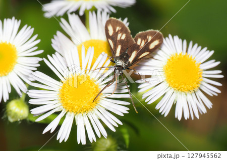 ヒメジョオンの花を吸蜜中のキスジホソマダラ（メス） 127945562