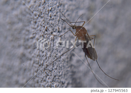 Mosquito perched on a gray wall 127945563
