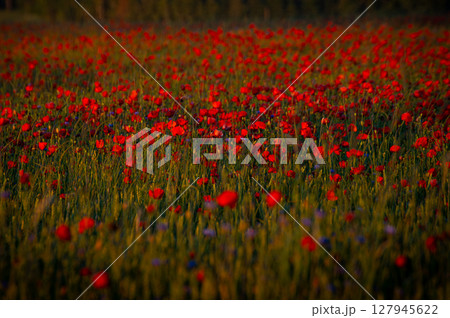 Field of red poppies in bright sunlight. Close up image. Overdose Awareness Day 127945622