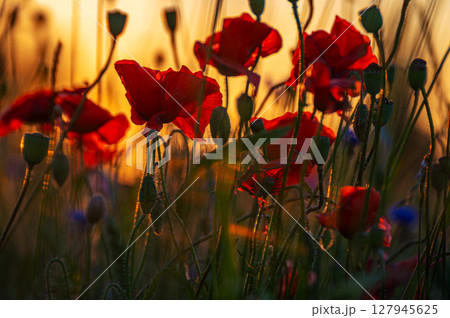 Field of red poppies in bright sunlight. Close up image. Overdose Awareness Day 127945625