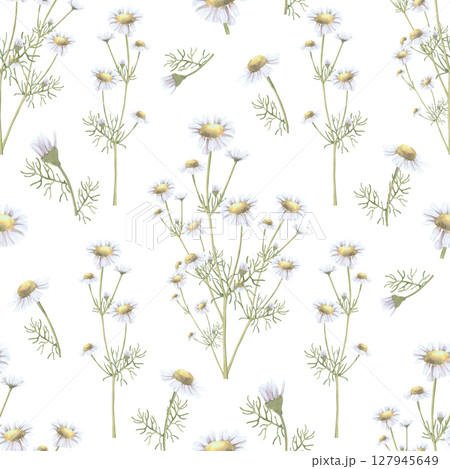 Watercolor seamless pattern of chamomile flower. Hand-drawn clip-art on white background. Delicate realistic images of herbs for packaging, textiles, printing, holiday cards, wedding Watercolor seamless pattern of chamomile flower. Hand-drawn clip-art on white background. Delicate realistic images of herbs for packaging, textiles, printing, holiday cards, wedding 127945649