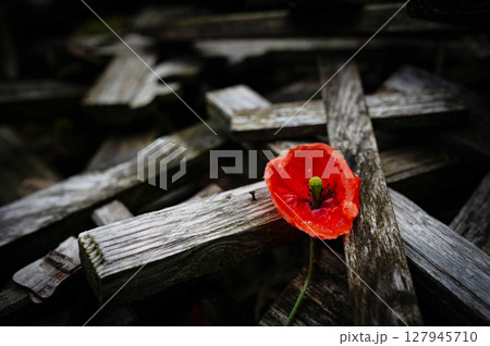 War memorial with red poppy flower and crosses. World War remembrance day. John McCrae In Flanders Fields War memorial with red poppy flower and crosses. World War remembrance day. John McCrae In Flanders Fields 127945710