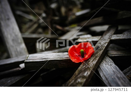 War memorial with red poppy flower and crosses. World War remembrance day. John McCrae In Flanders Fields War memorial with red poppy flower and crosses. World War remembrance day. John McCrae In Flanders Fields 127945711