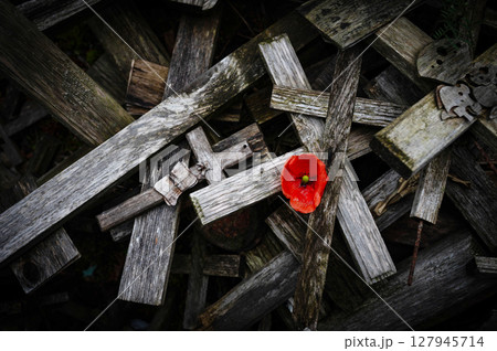 War memorial with red poppy flower and crosses. World War remembrance day. John McCrae In Flanders Fields 127945714